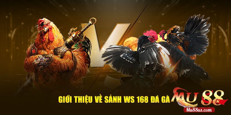 Sảnh Đá gà Ws168 trực tuyến hàng đầu tại Mu88