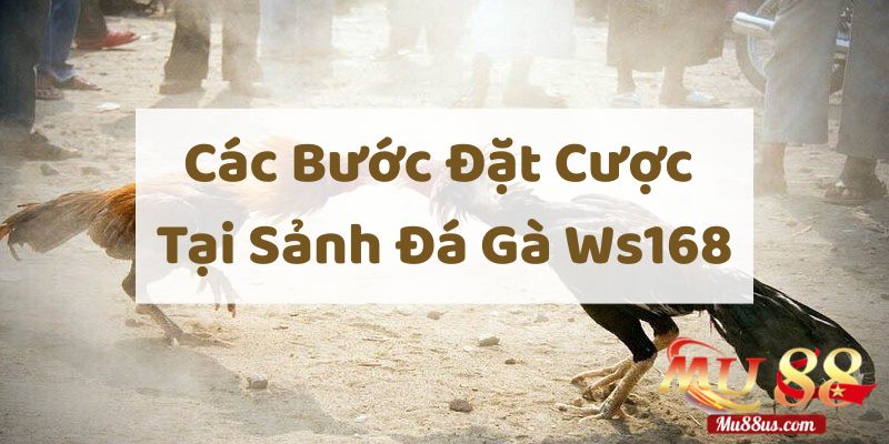 Các Bước Đặt Cược Tại Sảnh Đá Gà Ws168 Tại Mu88